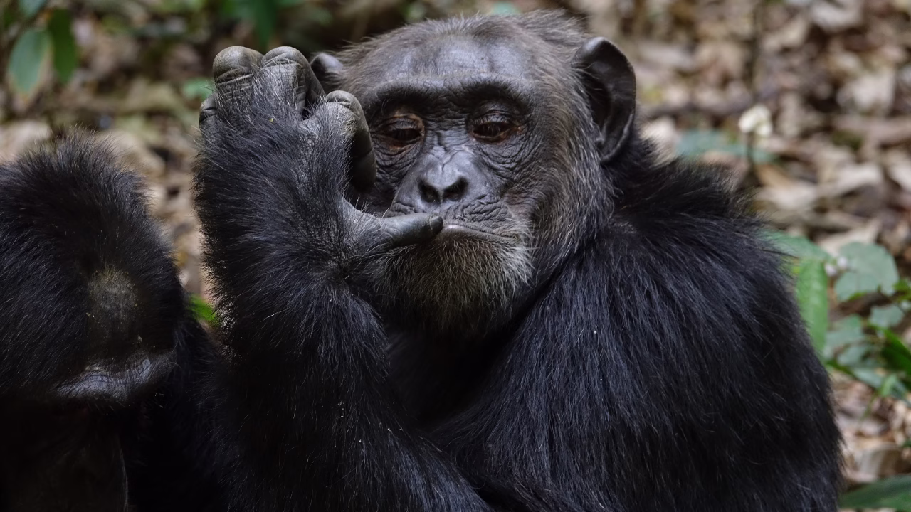 Mgahinga Gorilla National Park Reasons You Need to See Gorillas in Uganda