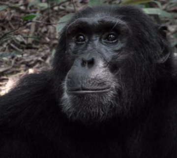 101Ultimate Reasons to Trek Gorillas in Uganda