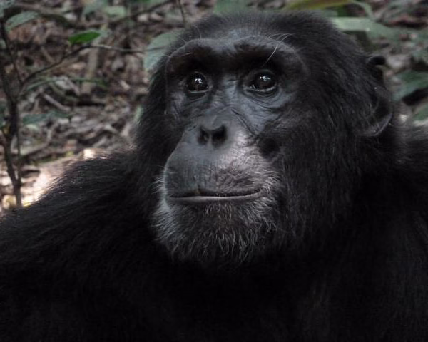 101Ultimate Reasons to Trek Gorillas in Uganda
