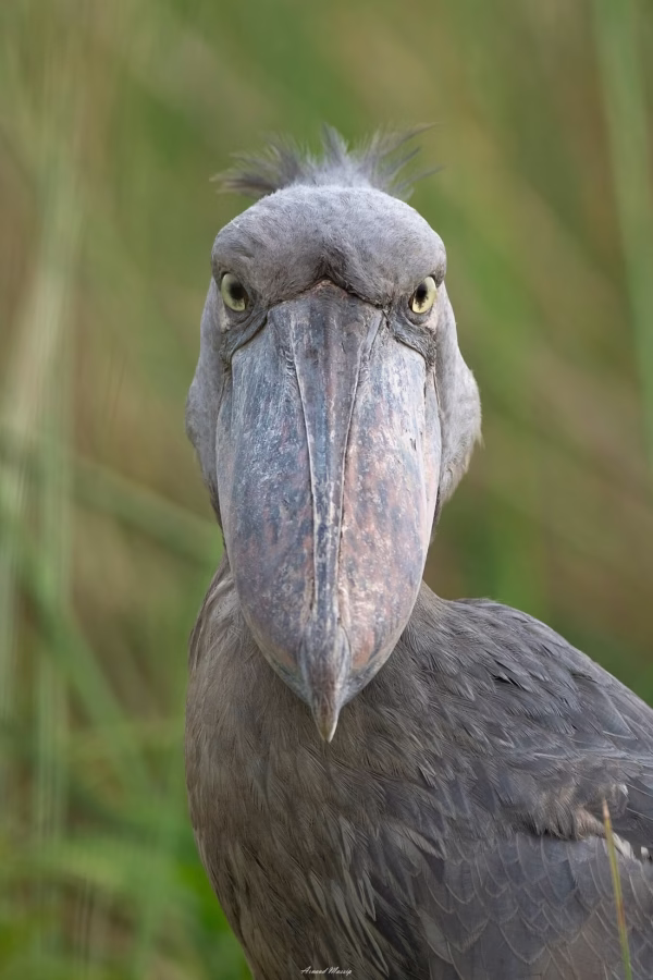 Shoebil in Uganda