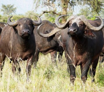Masai Mara Safari Explained: When to Visit, What to See