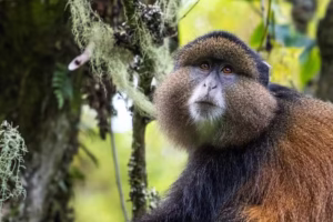 Top 15 Wildlife Experiences You Can Only Have in Uganda