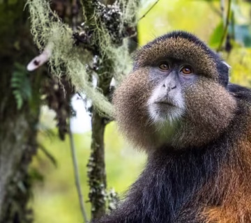 Top Wildlife Adventures in Rwanda Beyond Gorilla Trekking: