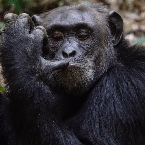 The Ultimate Guide to Gorilla Trekking The Ultimate Guide to Gorilla Trekking