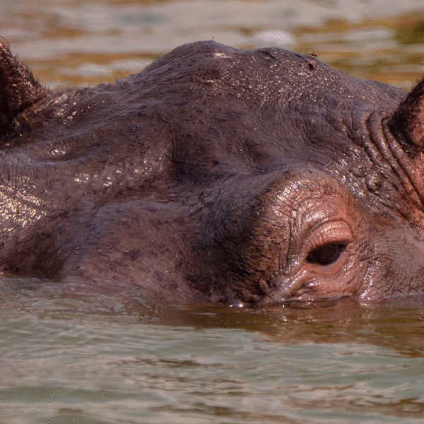 the top five tourist destinations in Uganda in 2025