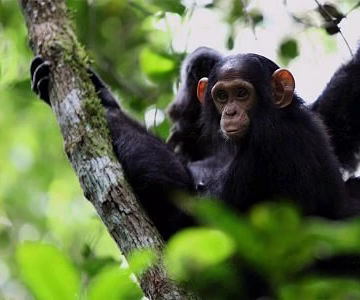 Gorilla and Chimpanzee Safari Uganda: The Ultimate