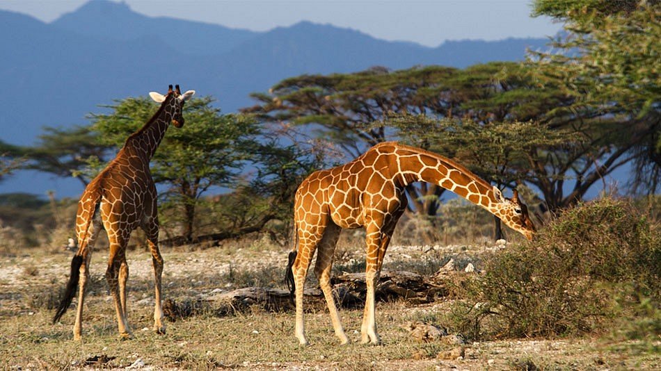 Walking Safari experience in lake Mburo National Park 