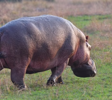Top 20 Fattest Animals in the World: Photos, Facts
