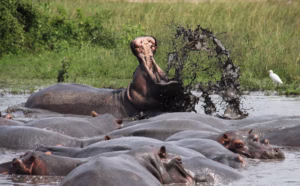 Best Safaris for Photographers: Where to Capture Africa Best Safaris for Photographers: Where to Capture Africa