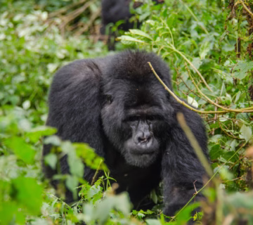 Private Gorilla Habituation Experience: The Ultimate
