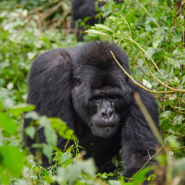 Gorilla Trekking Permits in Rwanda