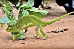 Uganda: Africa's Most Underrated Safari Destination