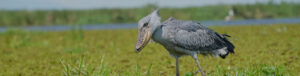 The Shoebill: The Extraordinary Bird That Looks Like The Shoebill: The Extraordinary Bird That Looks Like