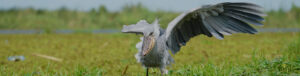 The Shoebill: The Extraordinary Bird That Looks Like The Shoebill: The Extraordinary Bird That Looks Like