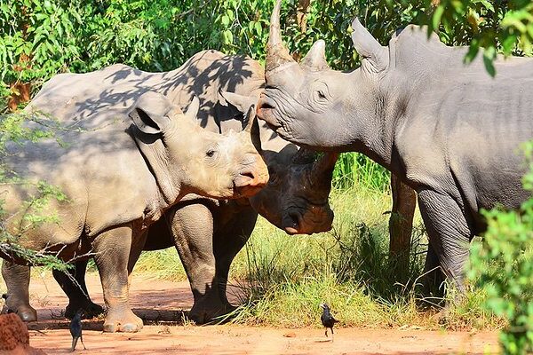 Rhinos at Ziwa rhino sanctuary