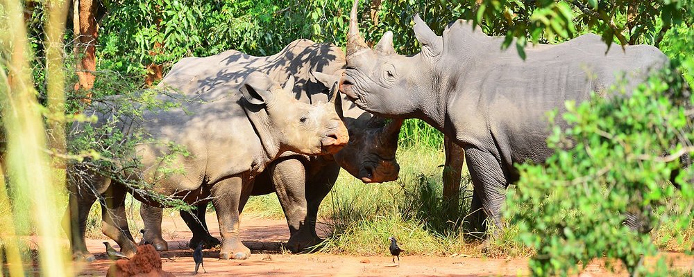 Rhinos at Ziwa rhino sanctuary