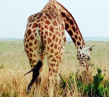 Lake Mburo Wildlife Safari Booking: The Conclusive Guide