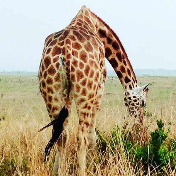 Giraffe in Lake Mburo National Park in Uganda