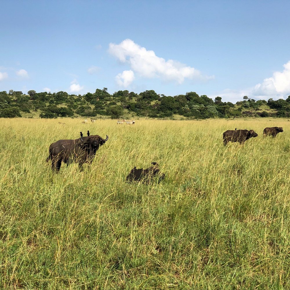 African Safari packages