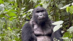 Guidelines for Gorilla Trekking: Essential Do’s & Don’ts 