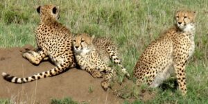 Leopard vs Cheetah vs Jaguar vs Panther: Key Differences Leopard vs Cheetah vs Jaguar vs Panther: Key Differences