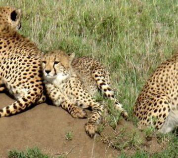 Leopard vs Cheetah vs Jaguar vs Panther: Key Differences