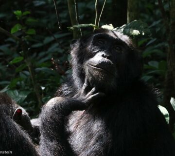 3 Day Amazing Uganda Gorilla Tracking from Kigali