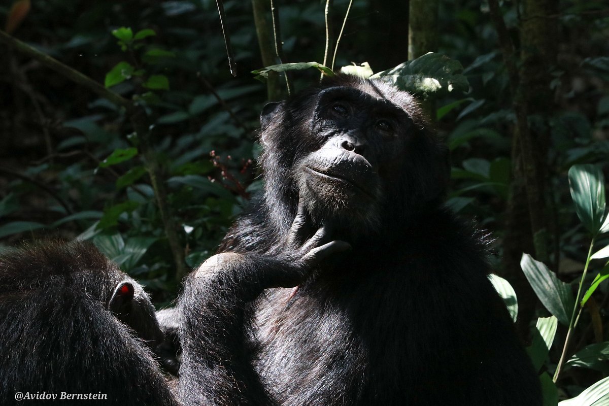 Gorilla Trekking in Uganda 3 Day Amazing Uganda Gorilla Tracking from Kigali