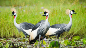 Best Time to Visit East Africa on Safari Holiday: