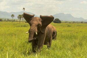 8 Strange Sleeping Behaviours of African Elephants Explained