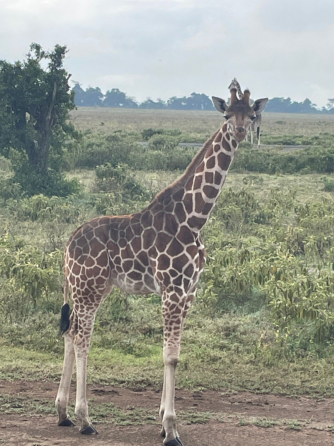 Your Ultimate Guide to a Masai Mara Safari Tour