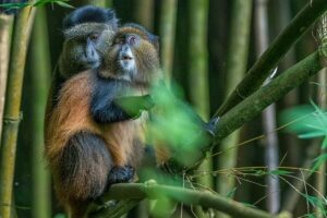 The Complete Uganda Travel Guide 2026: