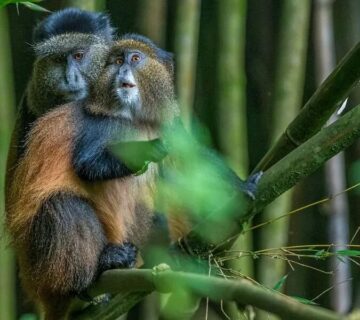 Rare Monkey Species in Uganda You Should Know About