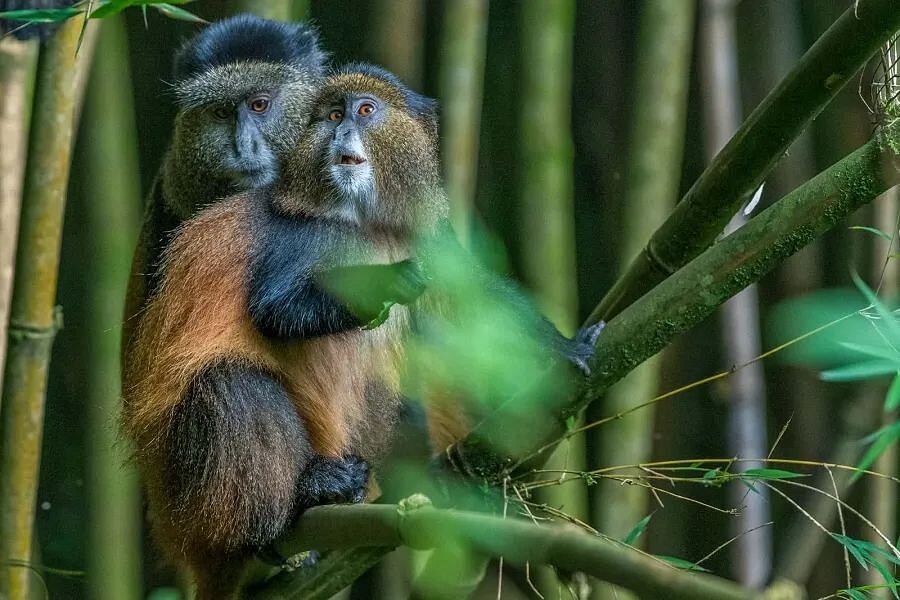 Golden Monkeys in Mgahinga 