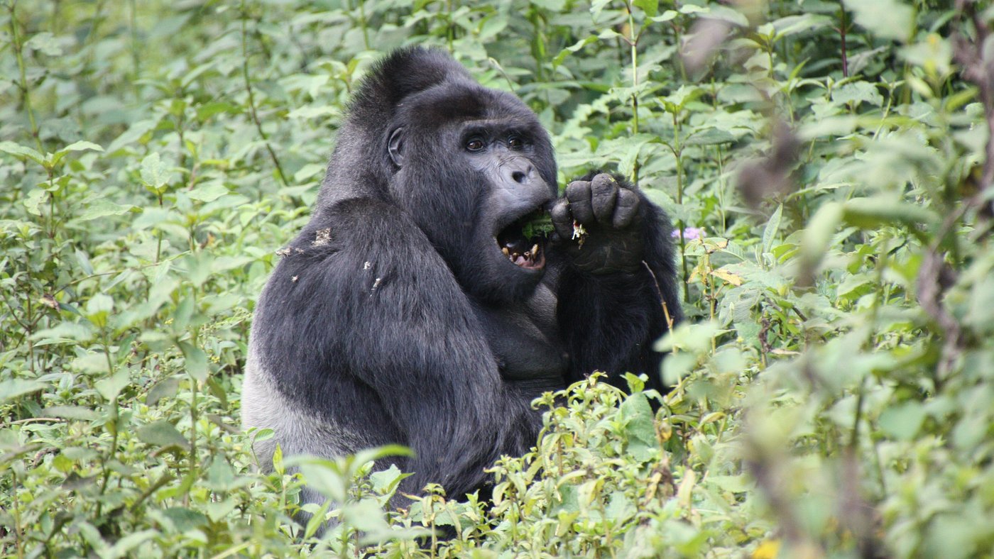 Gorilla Trekking Rwanda