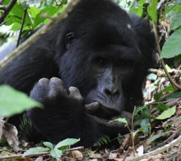 Book Gorilla Habituation Safari Uganda: The Ultimate Guide