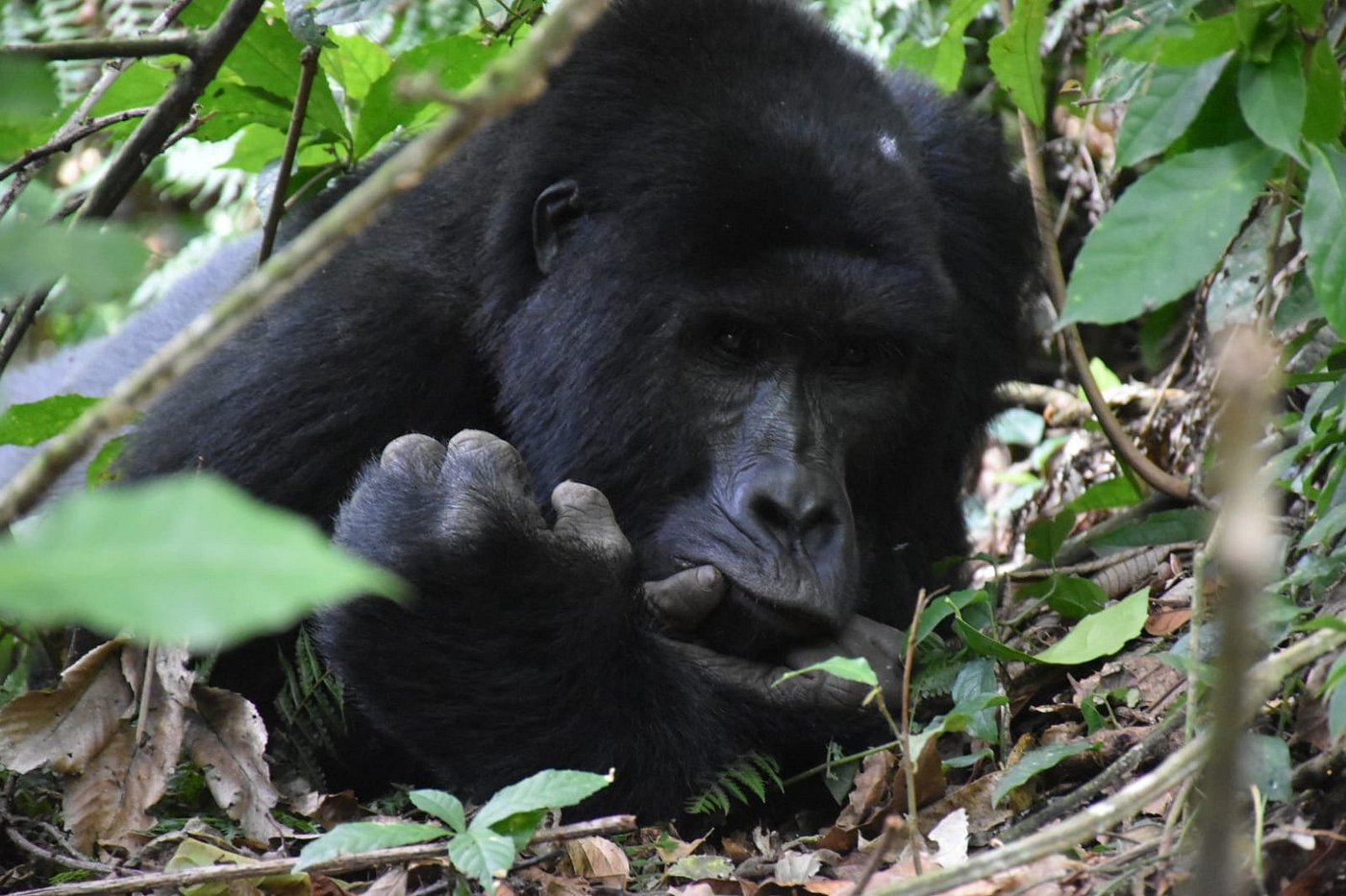 Gorilla Trekking Rwanda