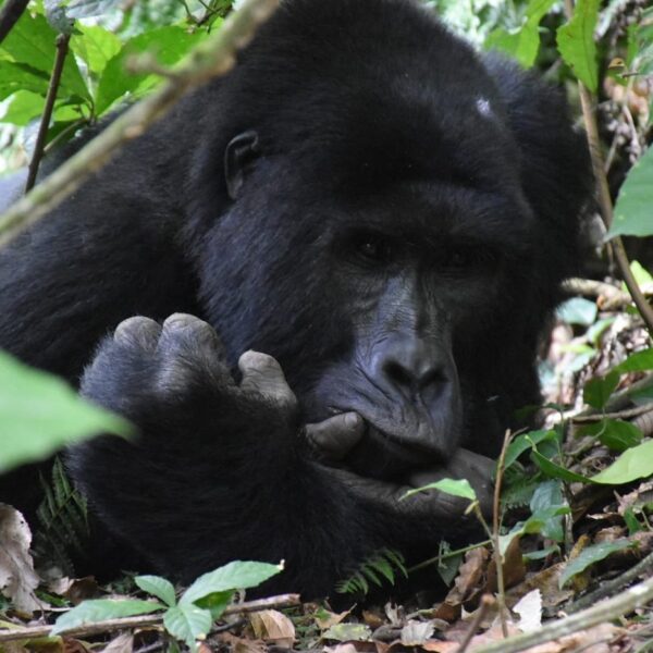 Unforgettable Adventures: A Complete Guide to Gorilla Trekking in Uganda