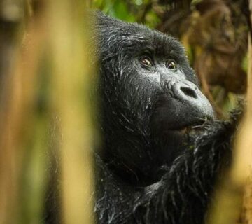 3 Days Volcanoes National Park Itinerary: The Perfect Rwanda