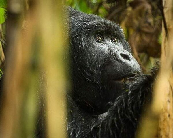 Gorilla Trekking Rwanda