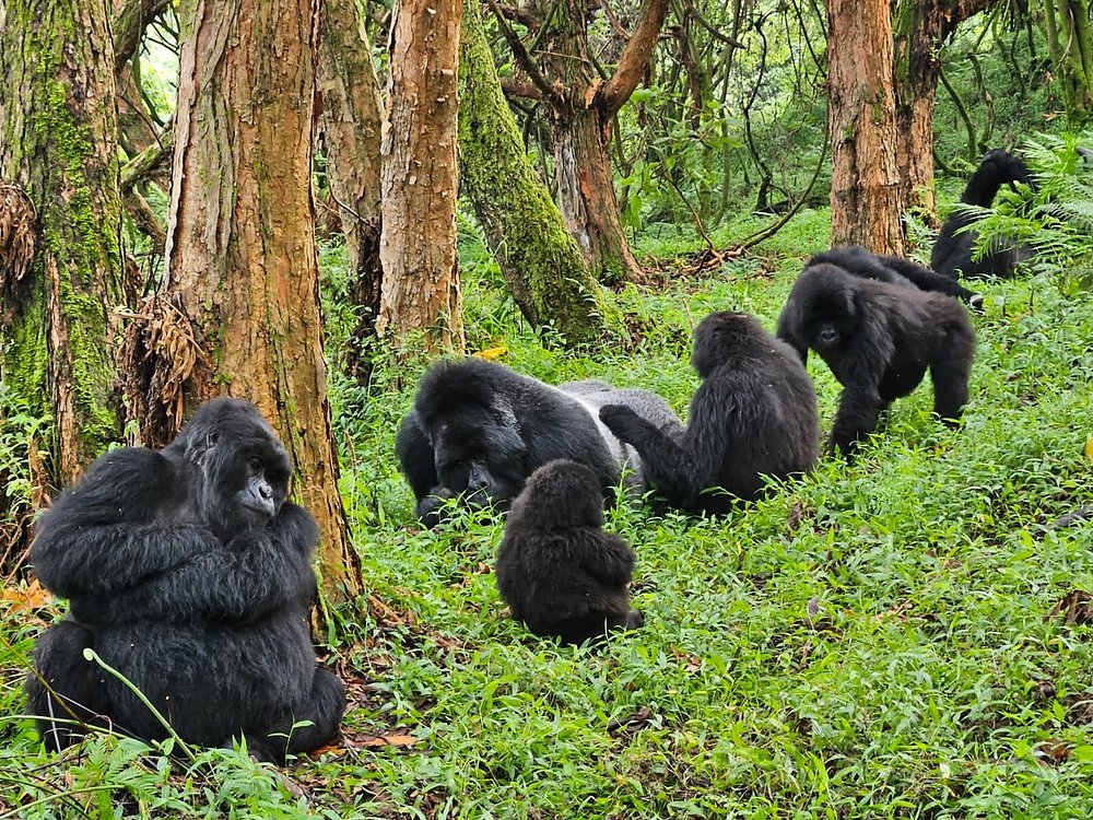 GORILLA PARK UGANDA