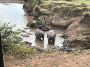 Who Dares Attack a Hippo? The Shocking Truth About Who Dares Attack a Hippo? The Shocking Truth About
