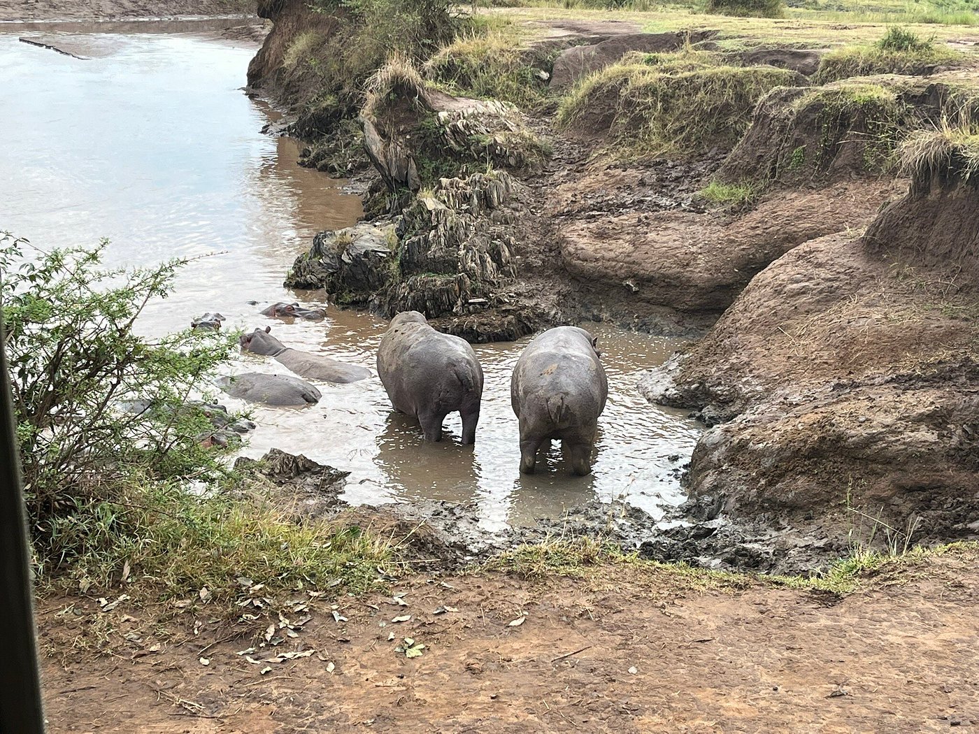 Your Ultimate Guide to a Masai Mara Safari Tour