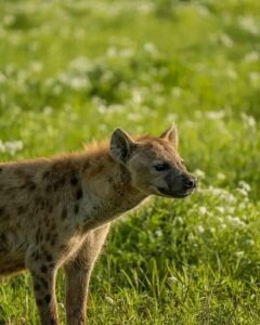 The Ultimate Guide to Wild Animals Found in Kenya: Species, Habitats, and Wildlife Experiences