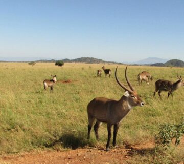 Kidepo Impala 360x320