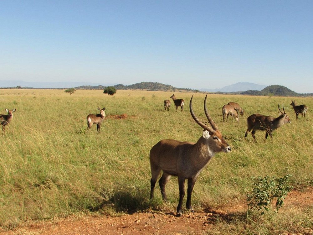 African Safari Packages Kidepo Impala