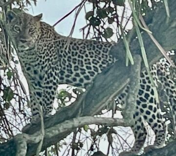 What Is a Group of Leopards Called? Meaning, Origins,