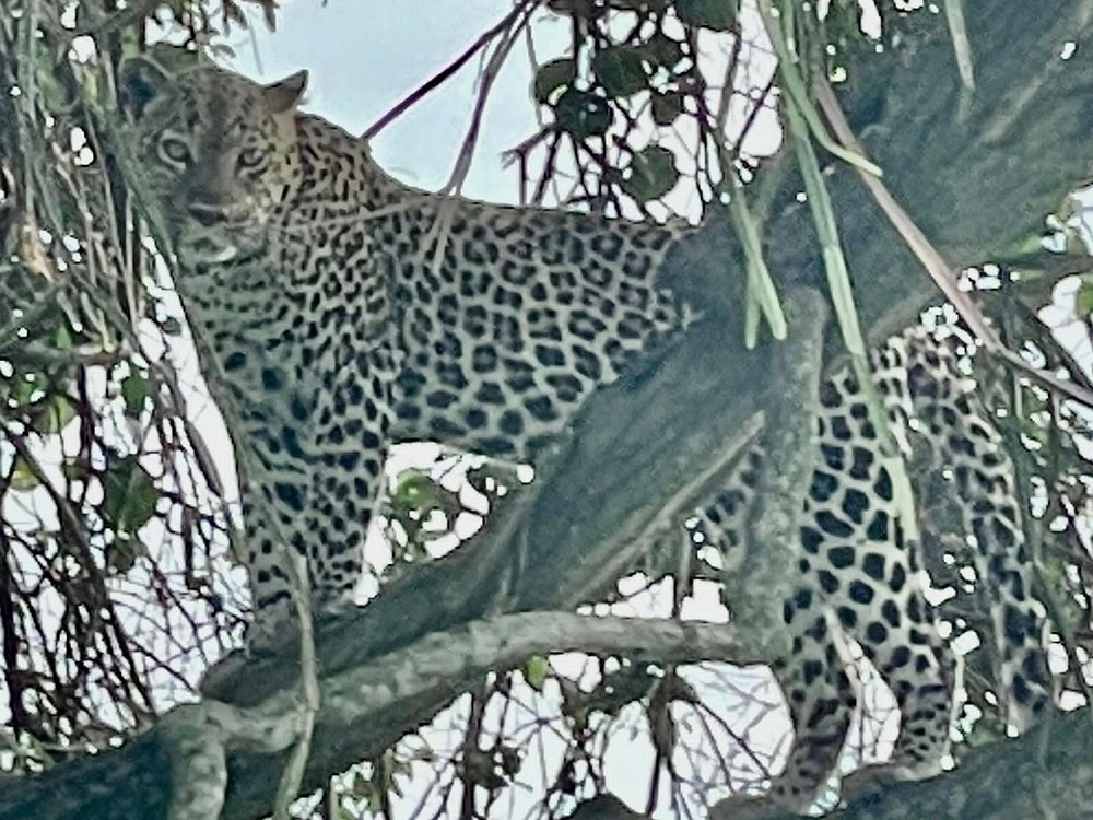 What Is a Group of Leopards Called? Meaning, Origins,