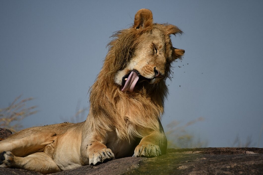 Big Five in East Africa