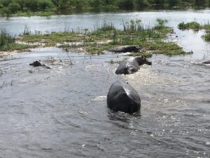 A Comprehensive Guide on Uganda’s Wild Animals